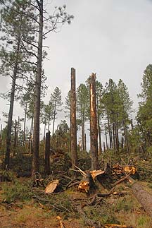 Mogollon Rim, October 21, 2010